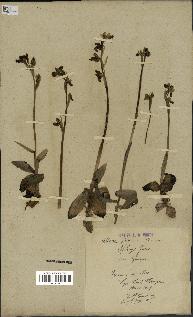 spécimen de Ophrys fusca