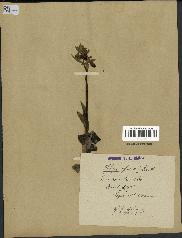 spécimen de Ophrys fusca
