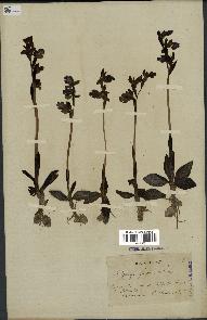 spécimen de Ophrys fusca