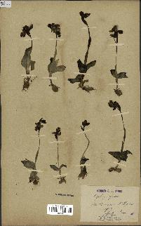spécimen de Ophrys fusca
