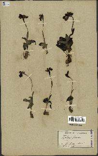 spécimen de Ophrys fusca