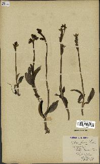 spécimen de Ophrys fusca