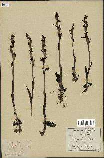 spécimen de Ophrys fusca