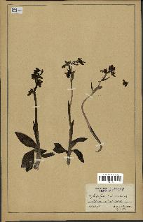 spécimen de Ophrys fusca