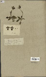 spécimen de Ophrys fusca