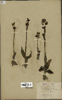 spécimen de Ophrys fusca