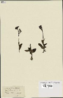 spécimen de Ophrys fusca
