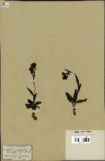 spécimen de Ophrys fusca