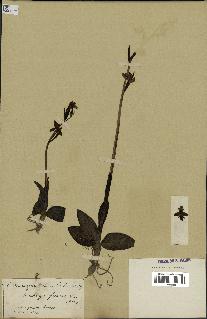 spécimen de Ophrys fusca