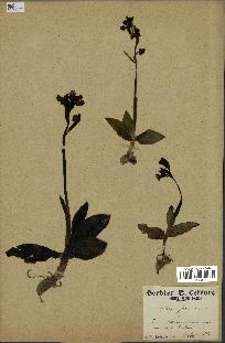 spécimen de Ophrys fusca