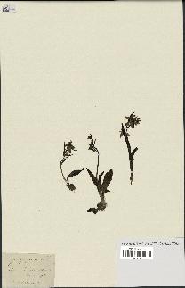 spécimen de Ophrys fusca