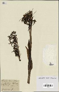 spécimen de Himantoglossum hircinum