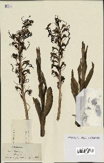 spécimen de Himantoglossum hircinum