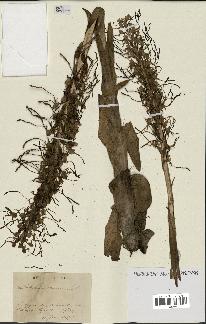 spécimen de Himantoglossum hircinum