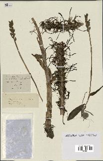 spécimen de Himantoglossum hircinum