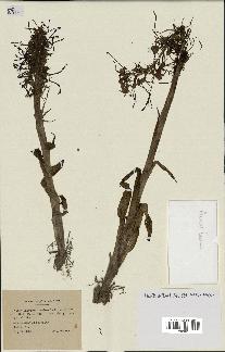 spécimen de Himantoglossum hircinum