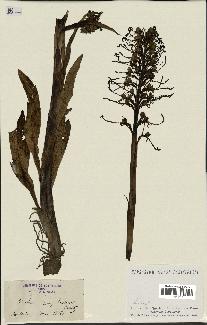 spécimen de Himantoglossum hircinum