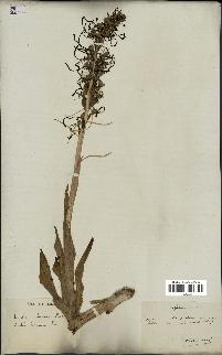 spécimen de Himantoglossum hircinum