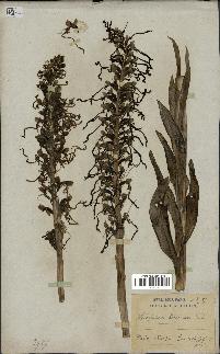 spécimen de Himantoglossum hircinum