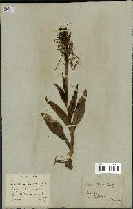 spécimen de Himantoglossum hircinum