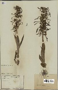 spécimen de Himantoglossum hircinum