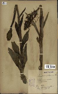 spécimen de Himantoglossum hircinum