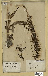 spécimen de Himantoglossum hircinum