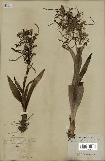 spécimen de Himantoglossum hircinum