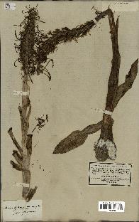 spécimen de Himantoglossum hircinum