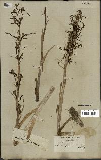 spécimen de Himantoglossum hircinum