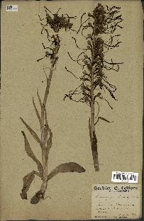 spécimen de Himantoglossum hircinum