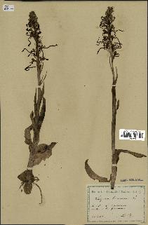 spécimen de Himantoglossum hircinum