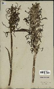 spécimen de Himantoglossum hircinum