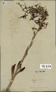 spécimen de Himantoglossum hircinum