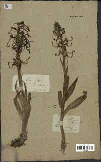 spécimen de Himantoglossum hircinum