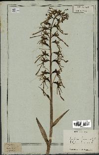 spécimen de Himantoglossum hircinum