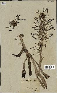 spécimen de Himantoglossum hircinum