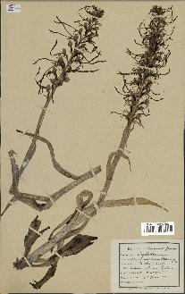 spécimen de Himantoglossum hircinum