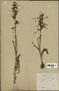 spécimen de Himantoglossum hircinum