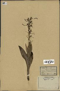 spécimen de Himantoglossum hircinum