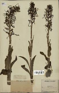 spécimen de Himantoglossum hircinum