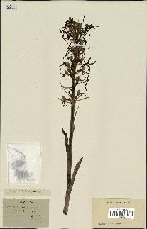 spécimen de Himantoglossum hircinum