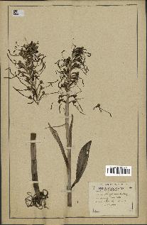 spécimen de Himantoglossum hircinum