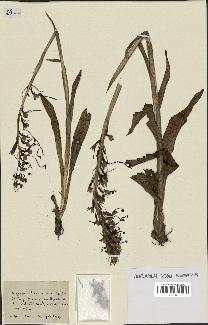 spécimen de Himantoglossum hircinum