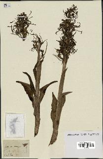 spécimen de Himantoglossum hircinum