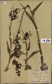 spécimen de Himantoglossum hircinum