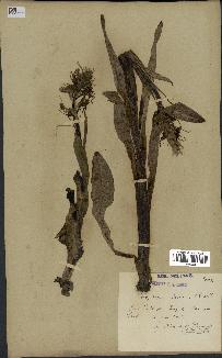 spécimen de Himantoglossum hircinum