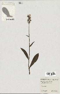 spécimen de Orchis maculata