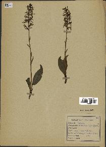 spécimen de Platanthera bifolia