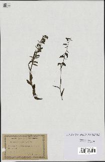 spécimen de Epipactis microphylla